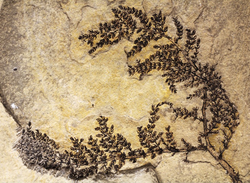 MontsechiaVidalii-plante-fossille