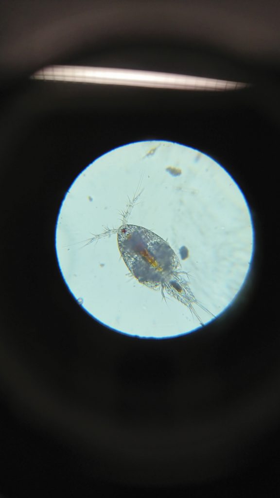 Copépode vu au microscope