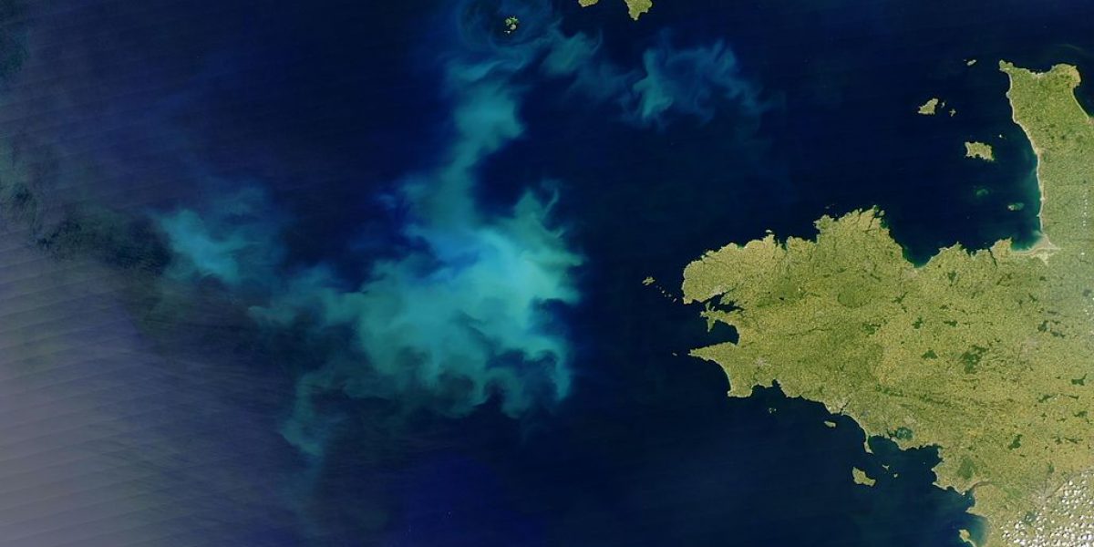 bloom plancton – nasa bloom plancton - nasa