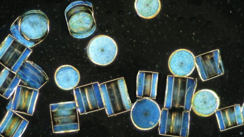 52 Coscinodiscus wailesii 52 Coscinodiscus wailesii